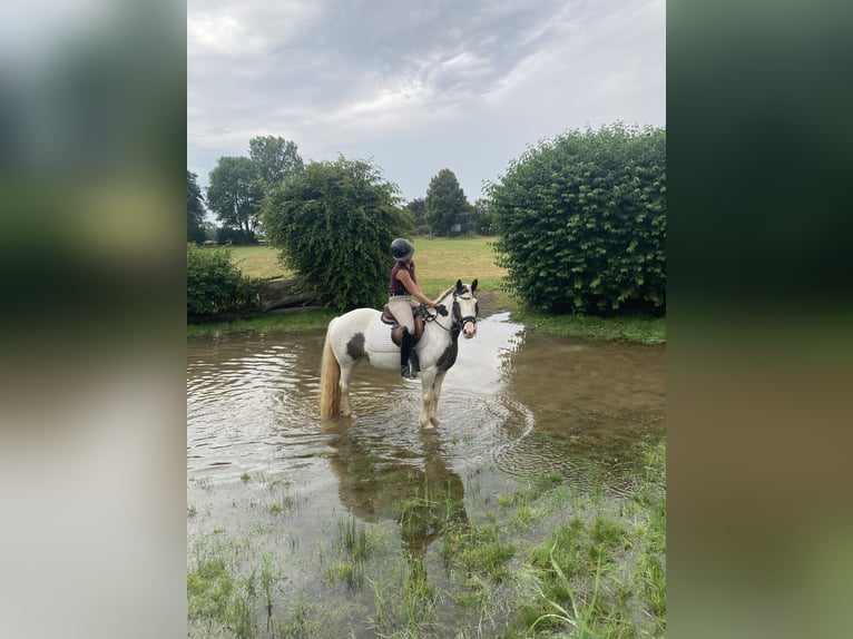 Gypsy Horse Mare 7 years 13,2 hh Pinto in Z&#xFC;lpichZ&#xFC;lpich