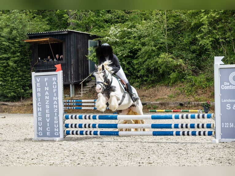 Gypsy Horse Mare 7 years 13,2 hh Pinto in Z&#xFC;lpichZ&#xFC;lpich