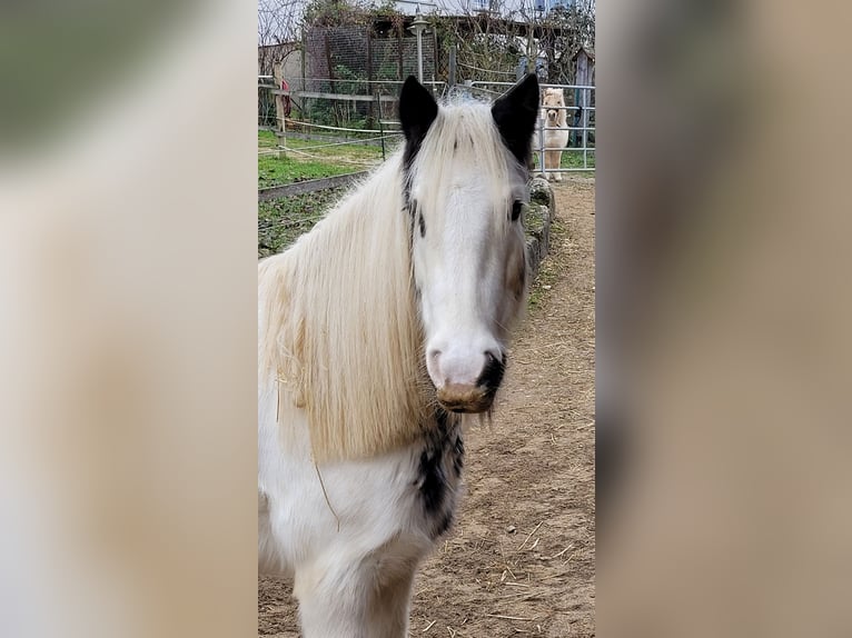 Gypsy Horse Mare 7 years 13,2 hh Pinto in Zapfendorf