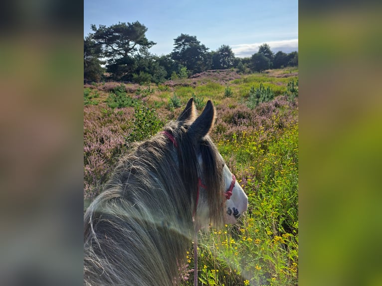 Gypsy Horse Mare 7 years 13,2 hh Roan-Blue in Langen