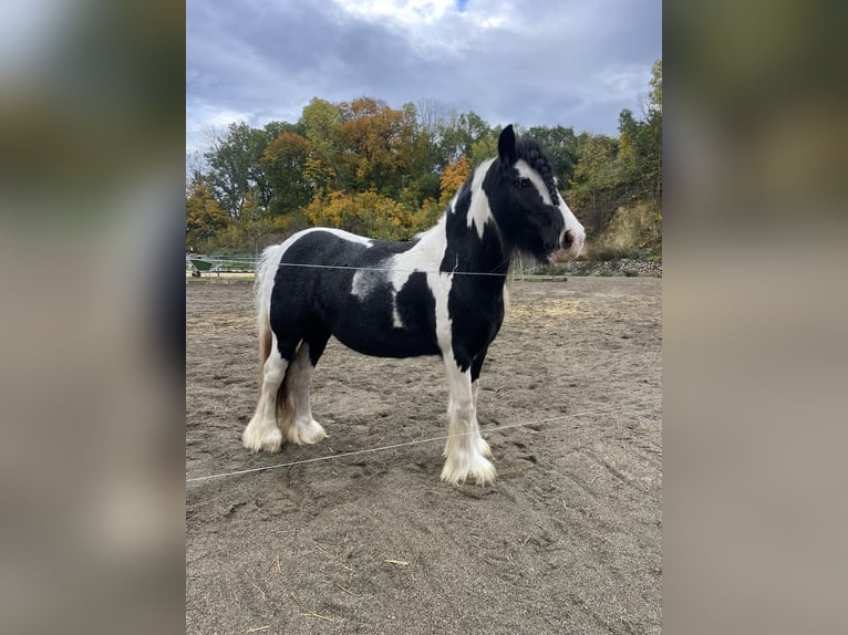 Gypsy Horse Mix Mare 7 years 13,3 hh Pinto in Wolfsburg