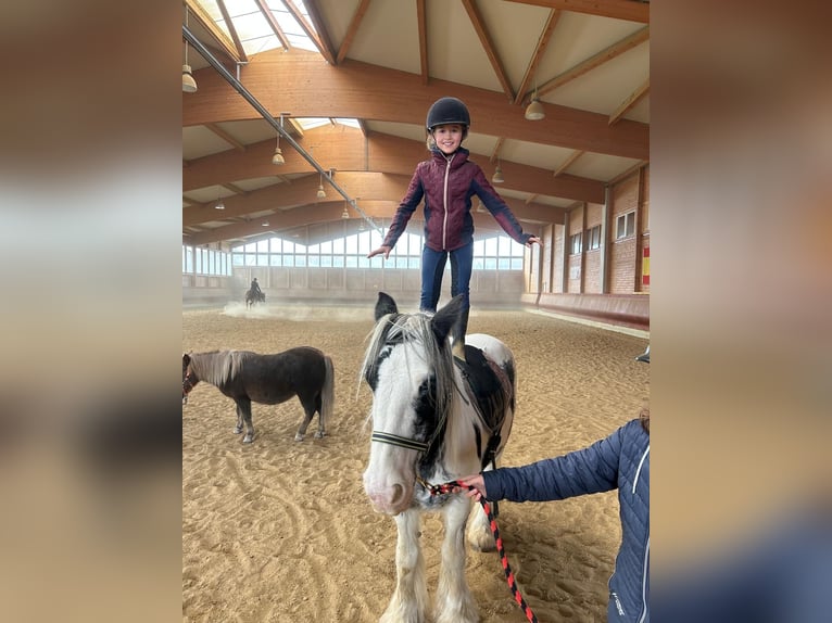 Gypsy Horse Mare 7 years 13,3 hh Pinto in Achstetten