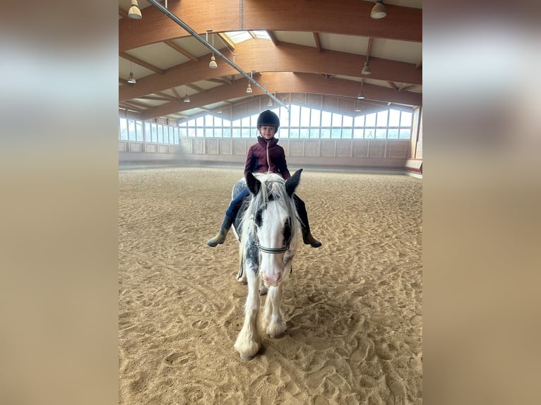 Gypsy Horse Mare 7 years 13,3 hh Pinto in Achstetten