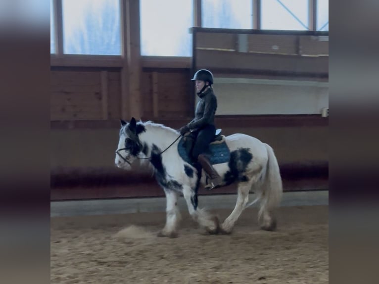 Gypsy Horse Mare 7 years 13,3 hh Pinto in Achstetten