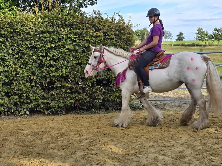 Gypsy Horse Mare 7 years 13,3 hh Pinto in Linkenbach