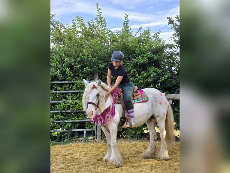 Gypsy Horse Mare 7 years 13,3 hh Pinto in Linkenbach