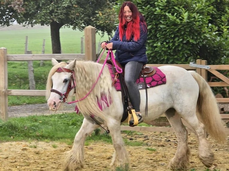 Gypsy Horse Mare 7 years 13,3 hh Pinto in Linkenbach