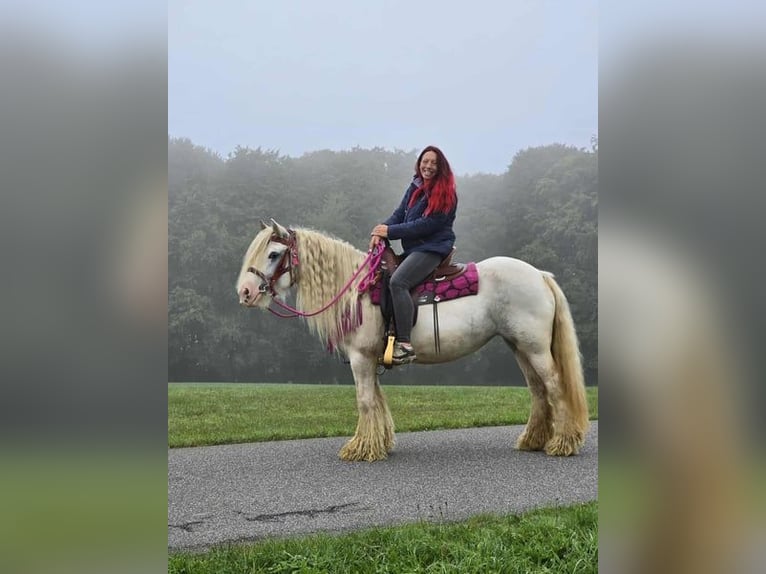 Gypsy Horse Mare 7 years 13,3 hh Pinto in Linkenbach