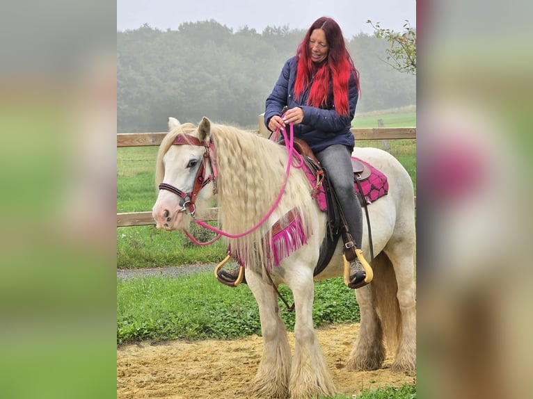 Gypsy Horse Mare 7 years 13,3 hh Pinto in Linkenbach