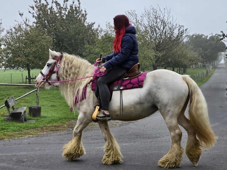 Gypsy Horse Mare 7 years 13,3 hh Pinto in Linkenbach