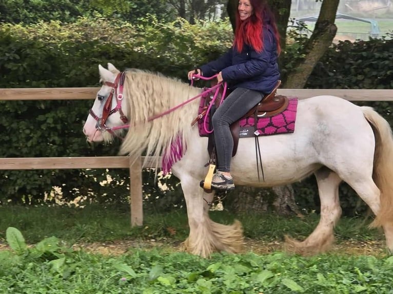 Gypsy Horse Mare 7 years 13,3 hh Pinto in Linkenbach