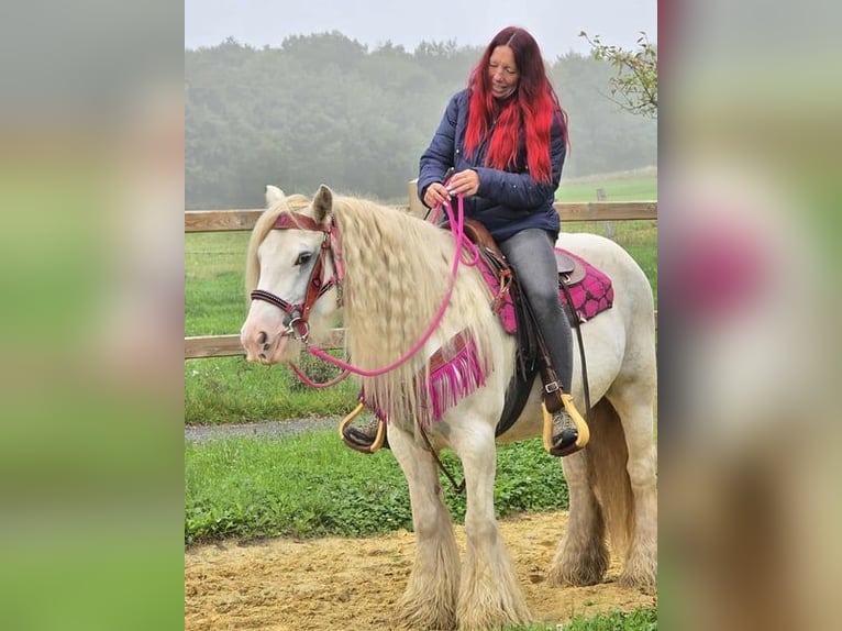Gypsy Horse Mare 7 years 13,3 hh Pinto in Linkenbach