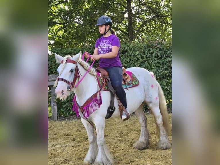 Gypsy Horse Mare 7 years 13,3 hh Pinto in Linkenbach