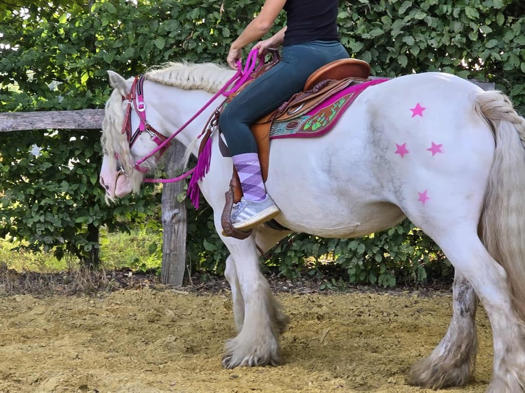 Gypsy Horse Mare 7 years 13,3 hh Pinto in Linkenbach