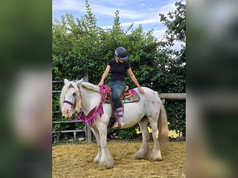 Gypsy Horse Mare 7 years 13,3 hh Pinto in Linkenbach