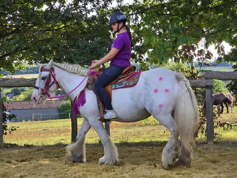 Gypsy Horse Mare 7 years 13,3 hh Pinto in Linkenbach
