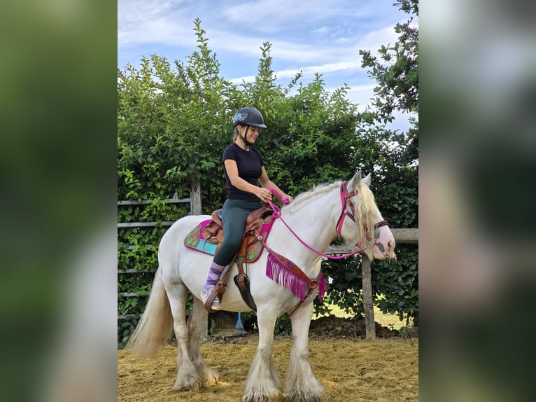 Gypsy Horse Mare 7 years 13,3 hh Pinto in Linkenbach