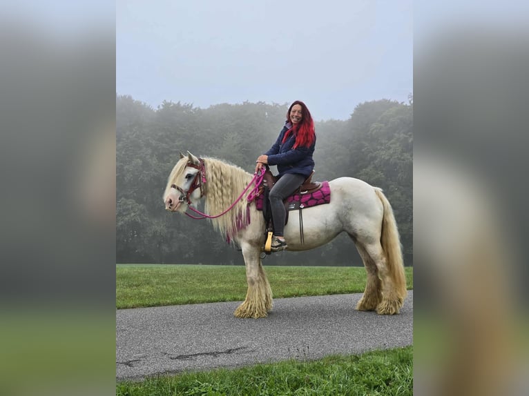 Gypsy Horse Mare 7 years 13,3 hh Pinto in Linkenbach