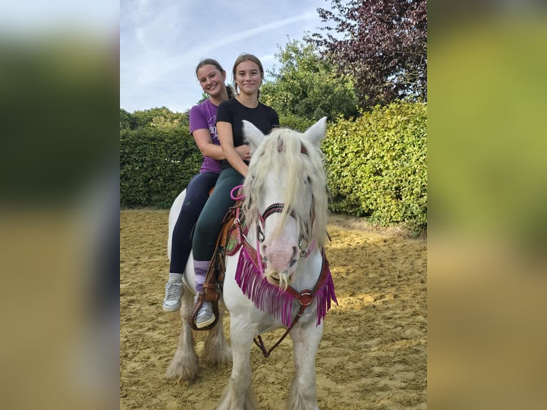 Gypsy Horse Mare 7 years 13,3 hh Pinto in Linkenbach
