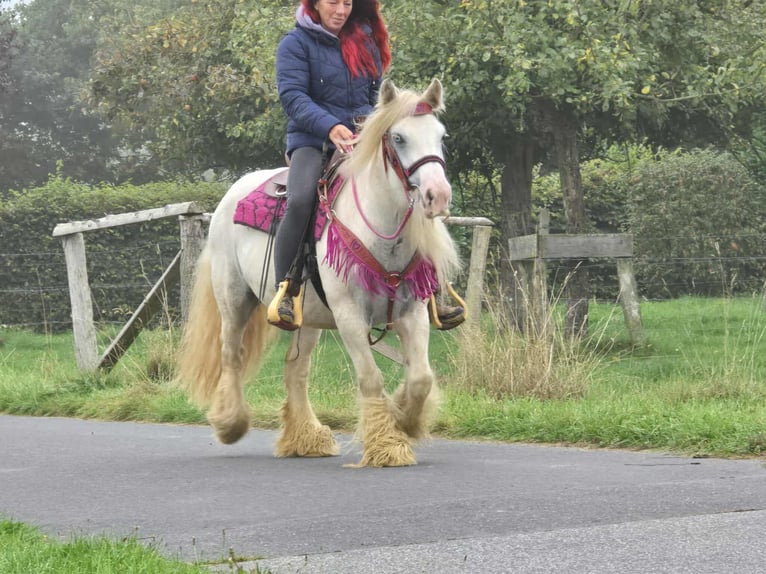 Gypsy Horse Mare 7 years 13,3 hh Pinto in Linkenbach
