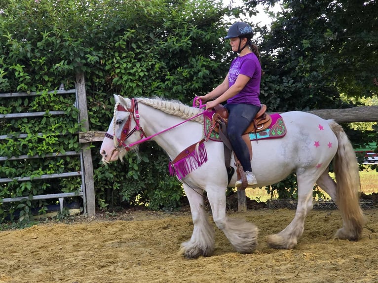 Gypsy Horse Mare 7 years 13,3 hh Pinto in Linkenbach