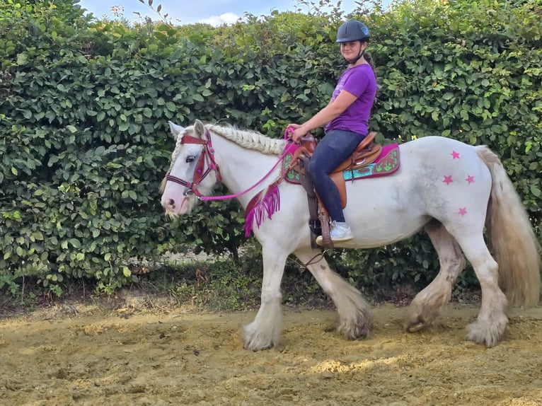Gypsy Horse Mare 7 years 13,3 hh Pinto in Linkenbach
