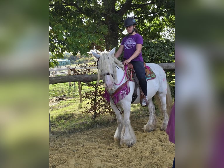 Gypsy Horse Mare 7 years 13,3 hh Pinto in Linkenbach