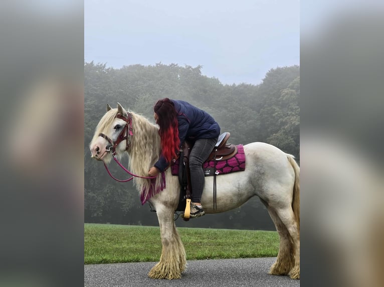Gypsy Horse Mare 7 years 13,3 hh Pinto in Linkenbach