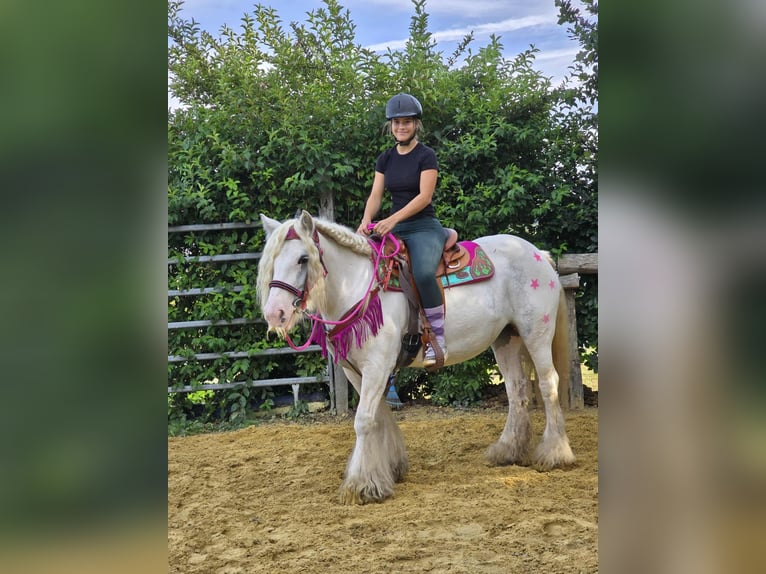 Gypsy Horse Mare 7 years 13,3 hh Pinto in Linkenbach