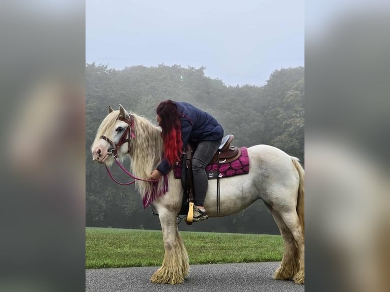 Gypsy Horse Mare 7 years 13,3 hh Pinto in Linkenbach