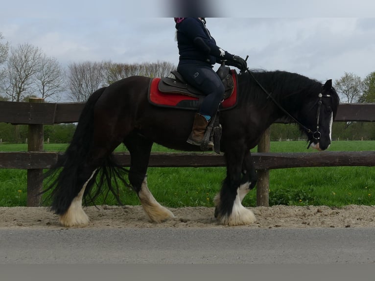 Gypsy Horse Mare 7 years 14,1 hh Black in Lathen