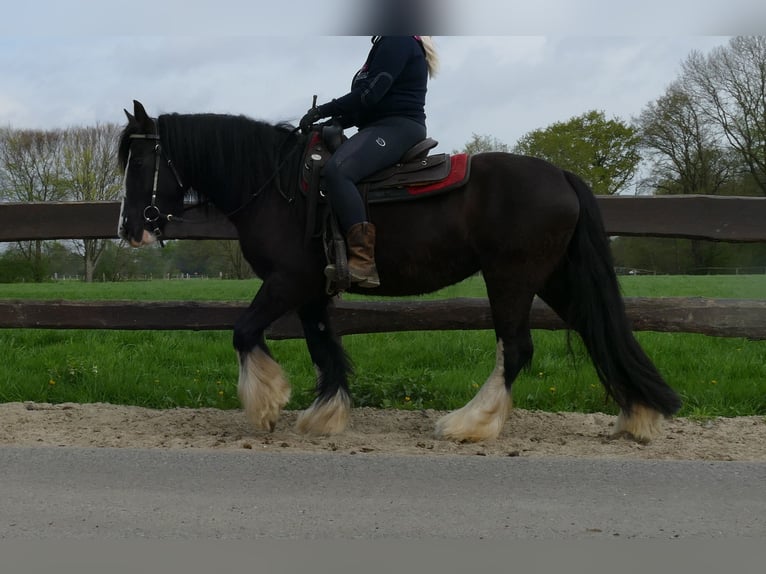 Gypsy Horse Mare 7 years 14,1 hh Black in Lathen