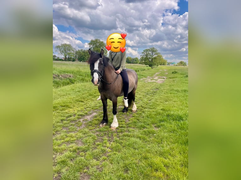 Gypsy Horse Mare 7 years 14.1 hh Grullo in Seevetal