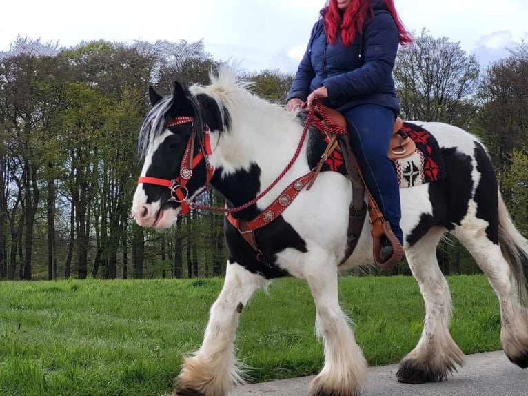 Gypsy Horse Mare 7 years 14,1 hh Pinto in Linkenbach