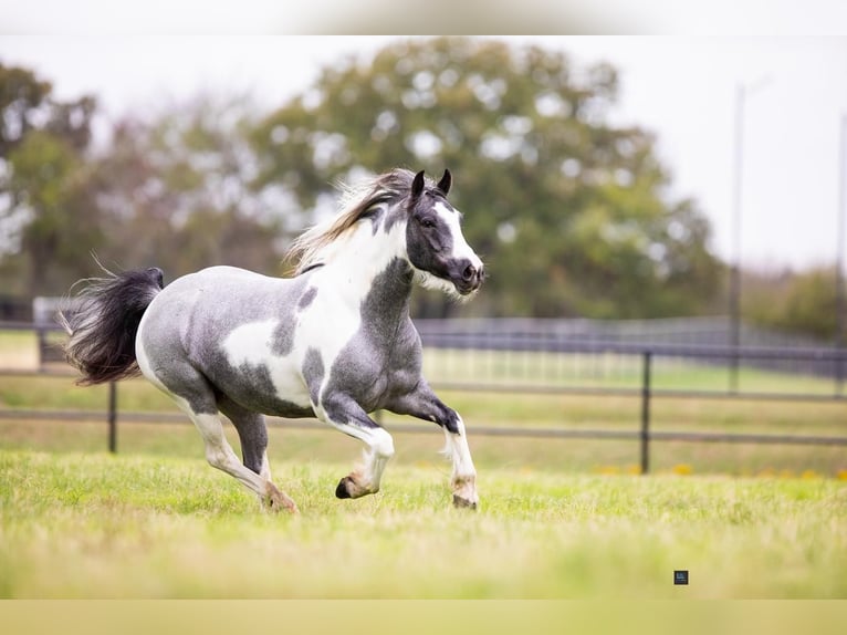 Gypsy Horse Mix Mare 7 years 14,1 hh Roan-Blue in Terrell, TX