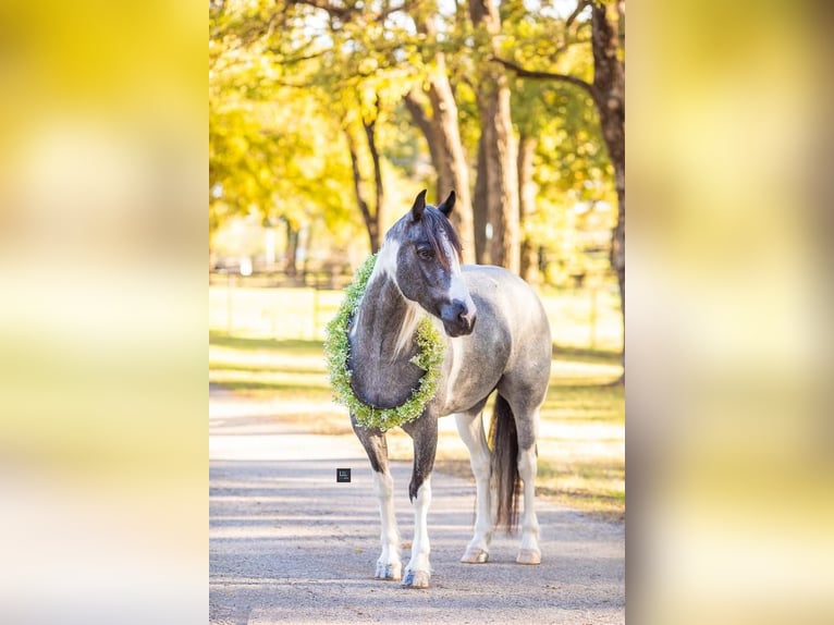 Gypsy Horse Mix Mare 7 years 14,1 hh Roan-Blue in Terrell, TX