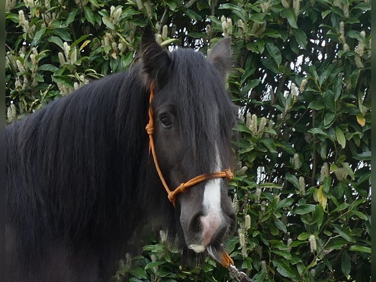 Gypsy Horse Mare 7 years 14,1 hh Smoky-Black in Lathen