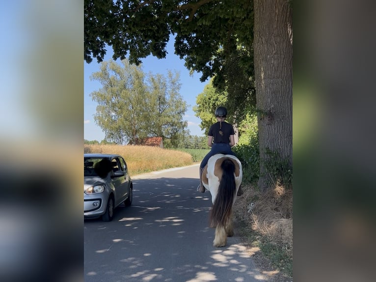 Gypsy Horse Mare 7 years 14.3 hh Pinto in AchstettenAchstetten