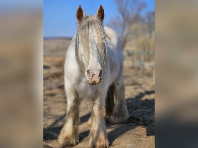 Gypsy Horse Mare 7 years 14.3 hh White in Le Maisnil