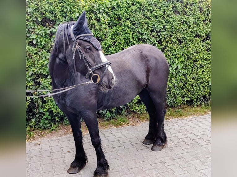 Gypsy Horse Mix Mare 7 years 14 hh Black in Gro&#xDF;heide Berumerfehn