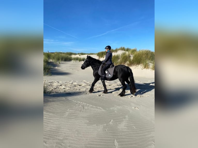 Gypsy Horse Mix Mare 7 years 14 hh Black in Gro&#xDF;heide Berumerfehn