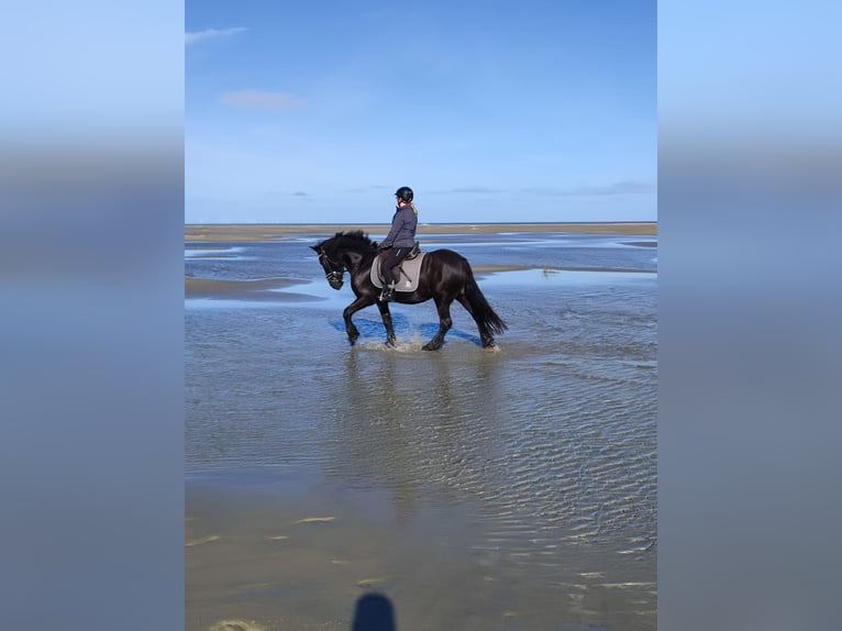 Gypsy Horse Mix Mare 7 years 14 hh Black in Gro&#xDF;heide Berumerfehn