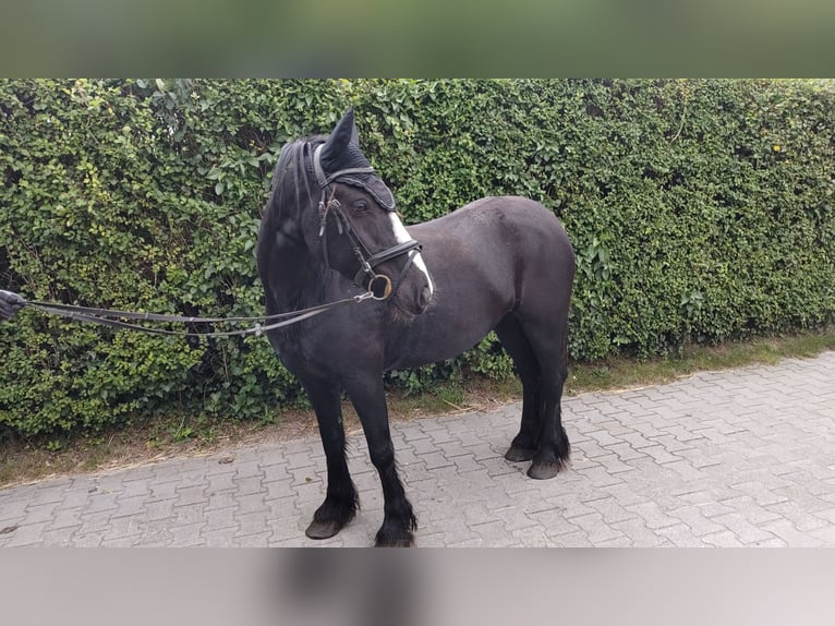 Gypsy Horse Mix Mare 7 years 14 hh Black in Gro&#xDF;heide Berumerfehn