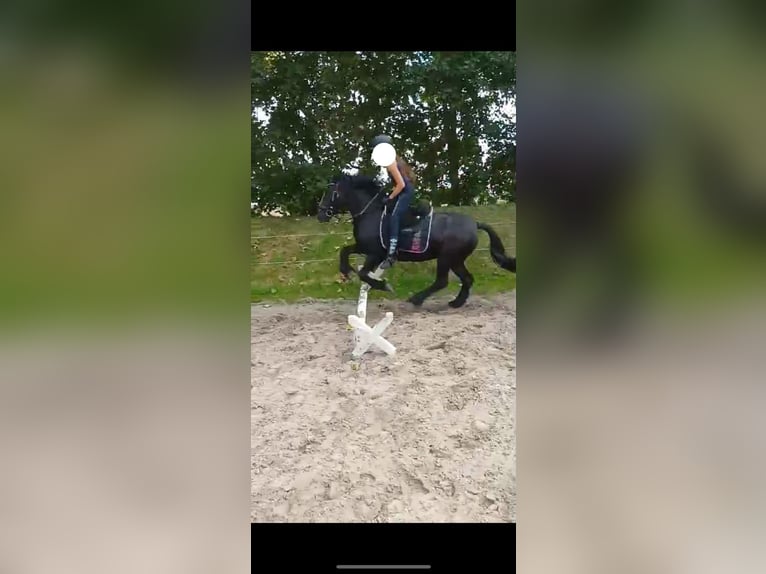 Gypsy Horse Mix Mare 7 years 14 hh Black in Gro&#xDF;heide Berumerfehn