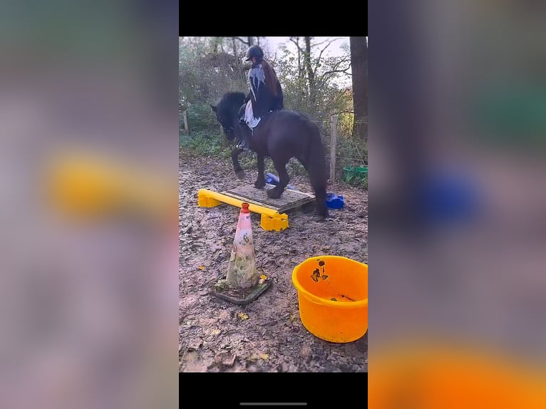 Gypsy Horse Mix Mare 7 years 14 hh Black in Gro&#xDF;heide Berumerfehn
