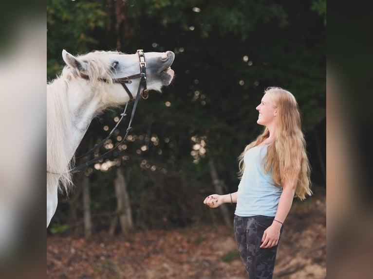 Gypsy Horse Mix Mare 7 years 14 hh Gray-Blue-Tan in Schwabhausen