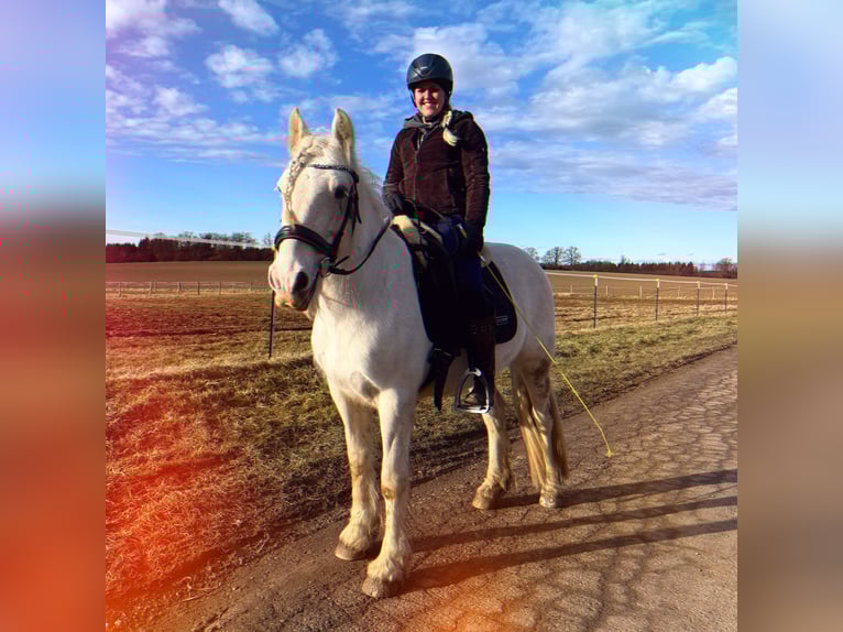 Gypsy Horse Mix Mare 7 years 14 hh Gray-Blue-Tan in Schwabhausen