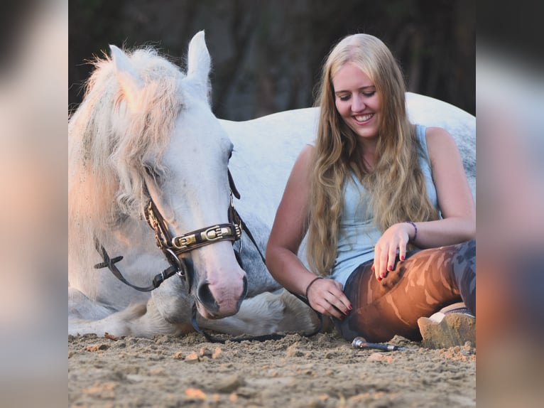 Gypsy Horse Mix Mare 7 years 14 hh Gray-Blue-Tan in Schwabhausen