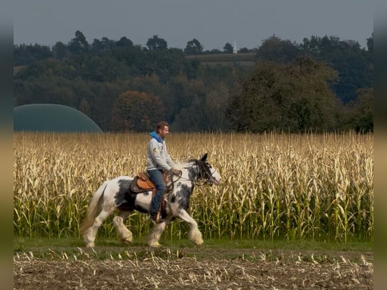 Gypsy Horse Mare 7 years 14 hh Pinto in Achstetten