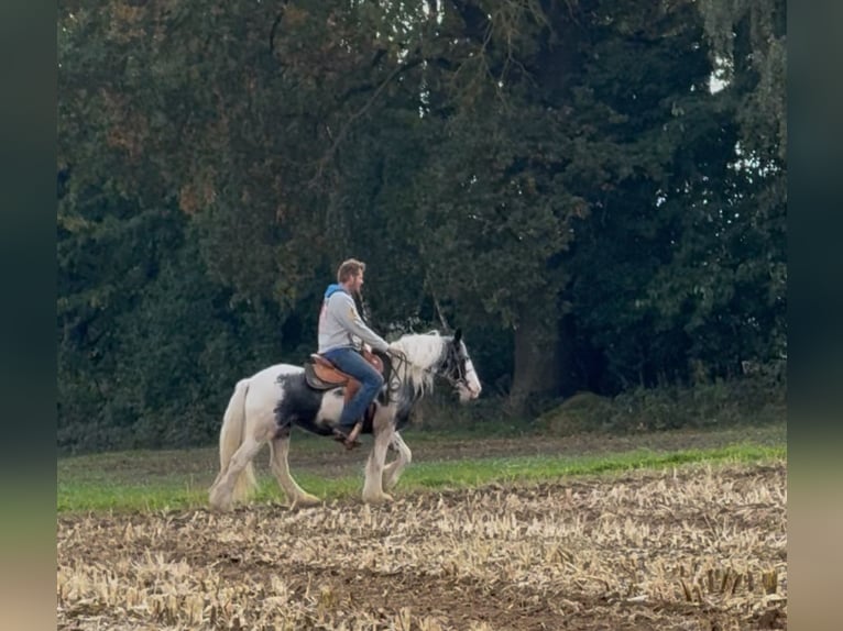 Gypsy Horse Mare 7 years 14 hh Pinto in Achstetten
